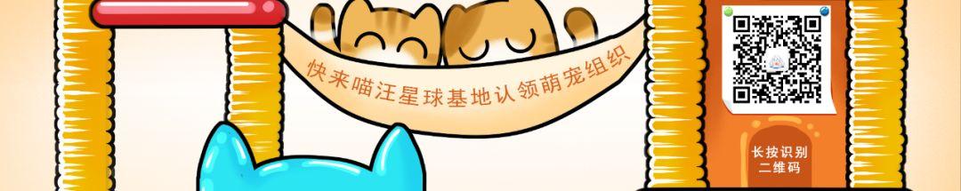 猫咪能吃海苔吗，养猫时什么食物不能吃（猫咪不能吃的10种常见食物大公开）