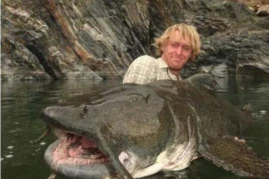 史上最大的淡水鱼类，湄公河捕获600斤黄貂鱼