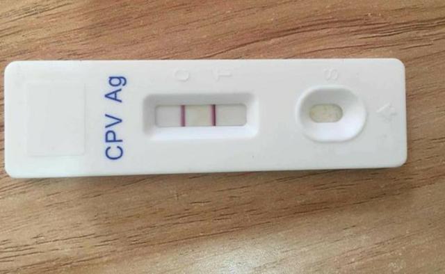 狗狗得了細小病毒主人選擇回家觀察，2天後跑去找寵物醫生 萌趣萌寵 第2张