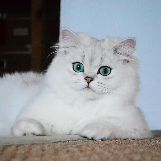 怎么改善猫咪口臭，猫咪口臭原因有哪些