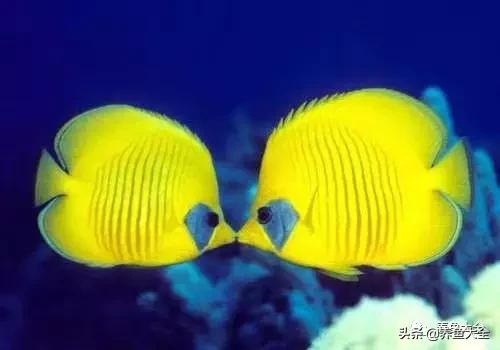 养鱼水浇花好吗，能长期用养鱼水浇花吗（看完这几点你就知道了）