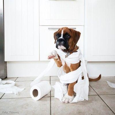 怎样教狗狗定点大小便呢，教狗狗定点大小便方法