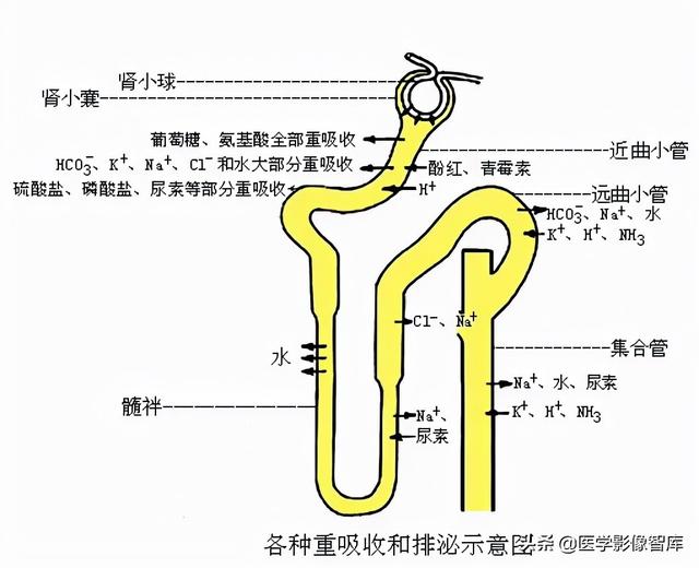 肾脏解剖结构讲解，浅话肾脏的解剖结构