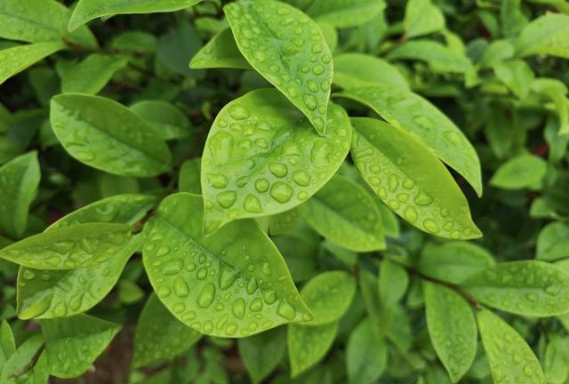 三星f52详细参数，一篇文带你了解