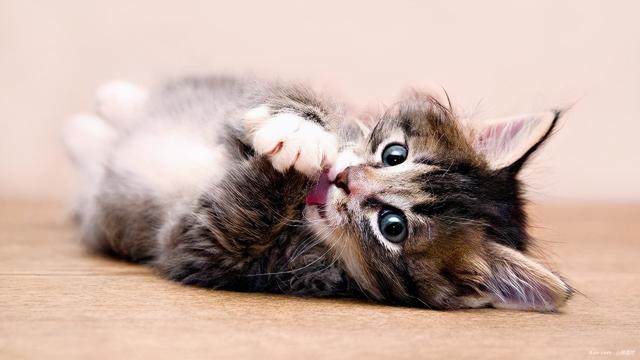 猫咪舔主人的手，猫咪舔舐常见的6个含义（猫咪舔人手表示什么）