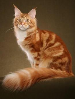 世界名猫品种，世界名猫品种大全