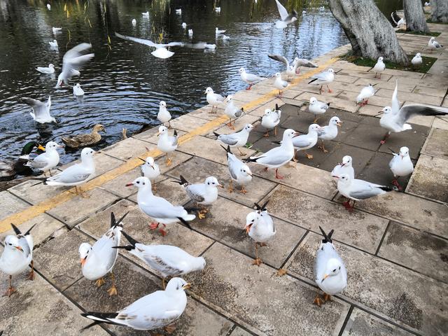 昆明海鸥最佳观赏地，去海埂大坝看海鸥前