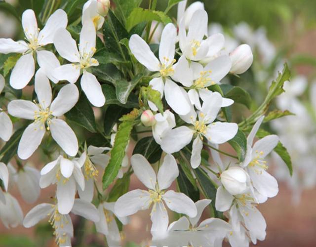 四季开花的海棠有哪些品种，这些品种不仅名字好听