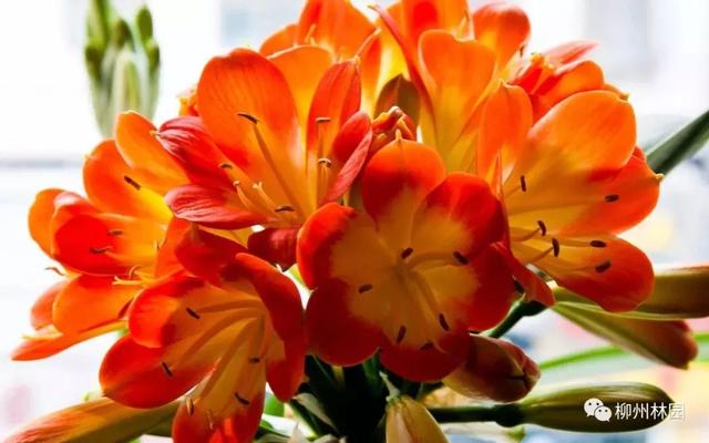 父亲节应该用什么花，推荐几款适合送给父亲的花