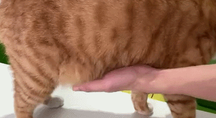母猫乳房肥胖(母猫胸部肿大)