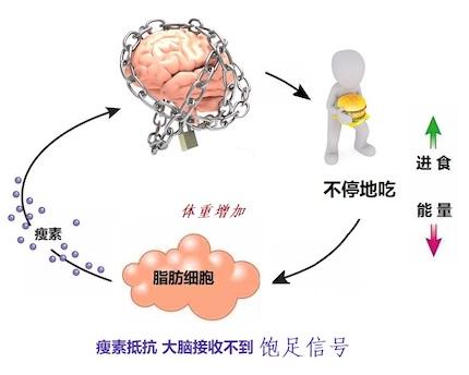 肥胖没有饱感(觉得没胖为什么体重重了)