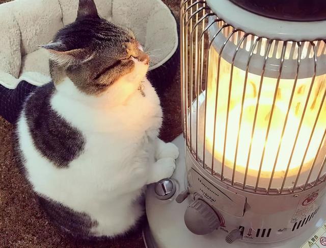 猫咪怕冷有哪些表现，猫咪一旦出现这些现象