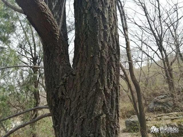 流苏树是什么树，流苏树的形态特征介绍