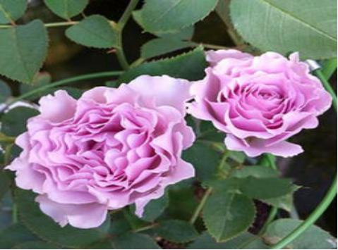 适合阳台养的小型月季哪个品种好，月季品种那么多