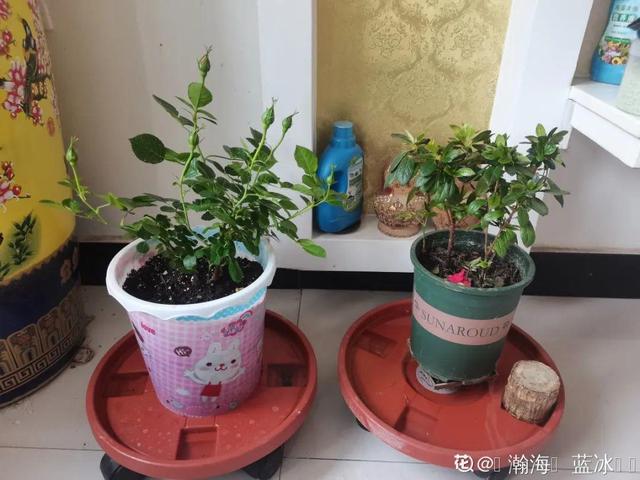 养花换个方法长得更旺，养花小技巧让你从新手到高手