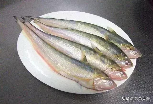 关于世界最贵的鱼排名是哪些，世界上最贵的6种顶级鱼肉