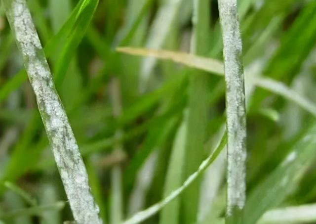 园林植物病虫害防治，园林植物病虫害综合防治方法（如何进行植物的病虫害防治）