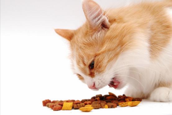 猫咪直接喂肉可以吗需要注意什么，千万不要这样喂食