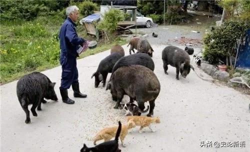 核辐射变异生物，经过核辐射的变异动物盘点