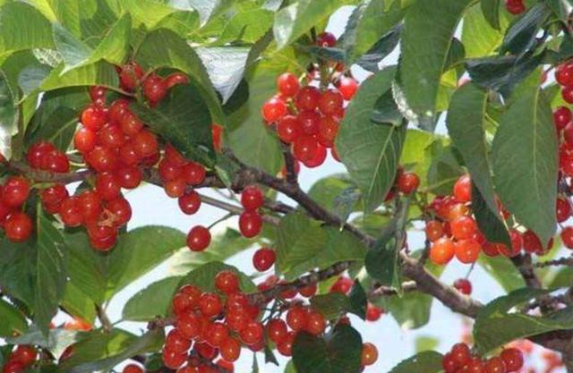 院子里养3种水果树，室内适合种的水果树