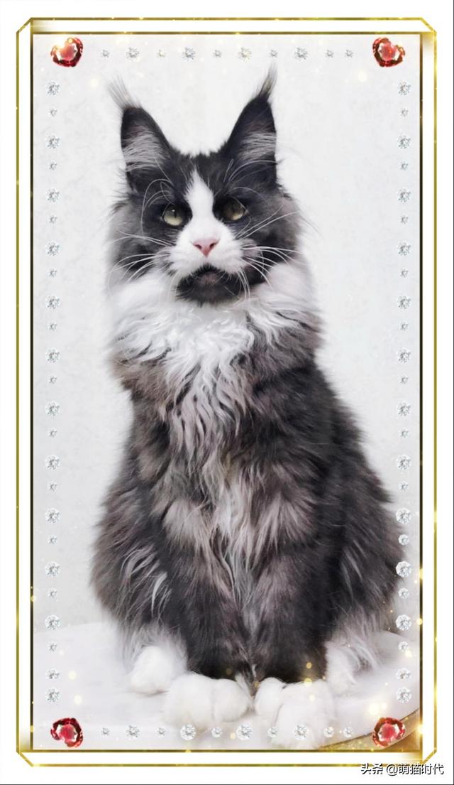 烟色是什么颜色，成年缅因猫的五种稀有颜色