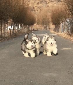 阿拉斯加犬小时候，狗一般有几个月就长成大狗了（毛茸茸的一团太可爱了吧）