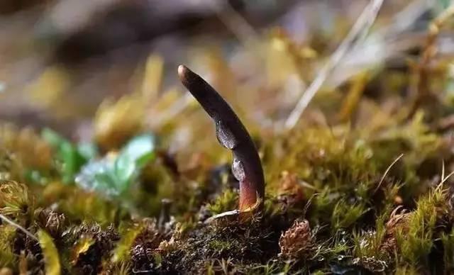 人工虫草与自然虫草区别，教你轻松辨别人工虫草和野生虫草