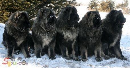 俄罗斯高加索犬，俄罗斯名犬高加索介绍
