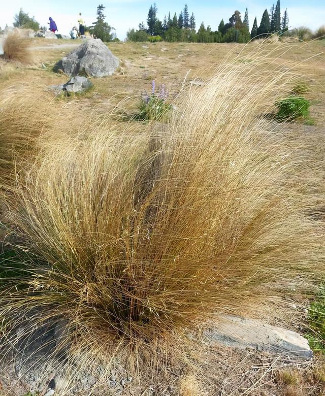 秦直道博物馆为啥废弃了，消失废弃已久的秦直道