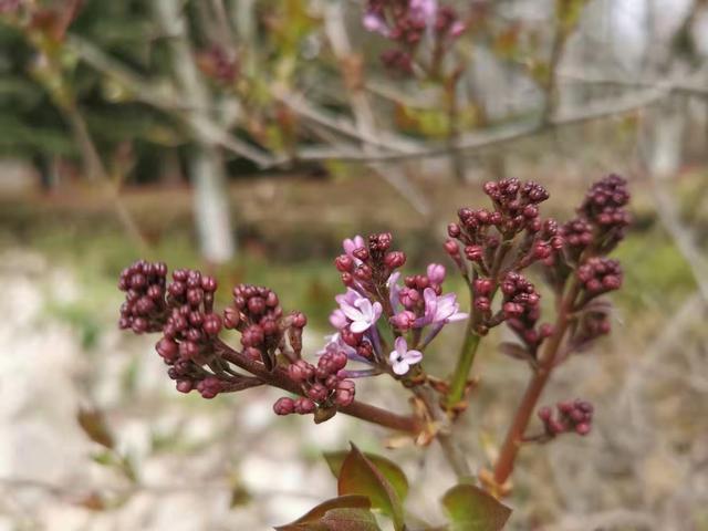 清明适合赏花的地方，纷纷春雨过后是最美人间四月天