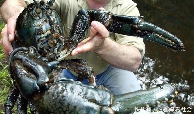 最大巨型淡水龙虾，澳大利亚巨型淡水龙虾巨大无比