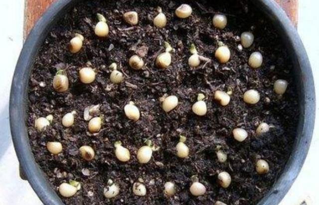 君子兰种子怎么种，君子兰的种子怎样育苗