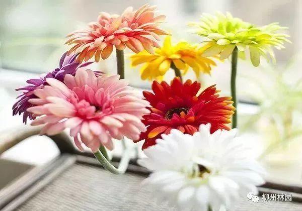 父亲节应该用什么花，推荐几款适合送给父亲的花