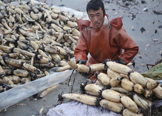 莲藕是根还是茎，莲藕可食用的部分是根还是茎（莲藕的孔洞太多）