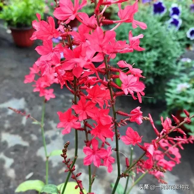 秋天有什么花容易养又好看，这20种花建议选几个