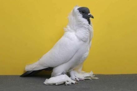 世界鸽子品种大全，地球最美鸽子大全