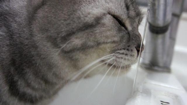 猫咪可以喝温水吗，猫咪能喝煮开的水吗（天冷了，猫咪也要多喝热水）