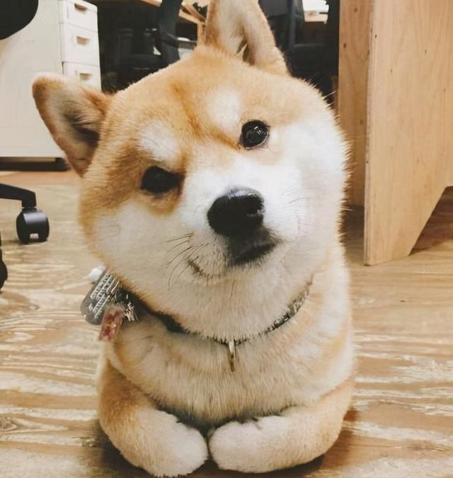 柴犬尴尬期后的表现，柴犬尴尬期鬼见愁