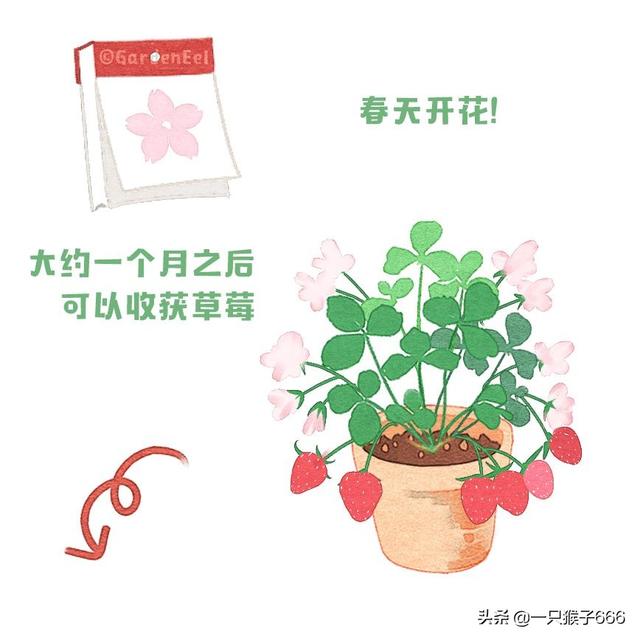 什么品种草莓好吃，草莓品种最好的是哪种（24种常见草莓品种）