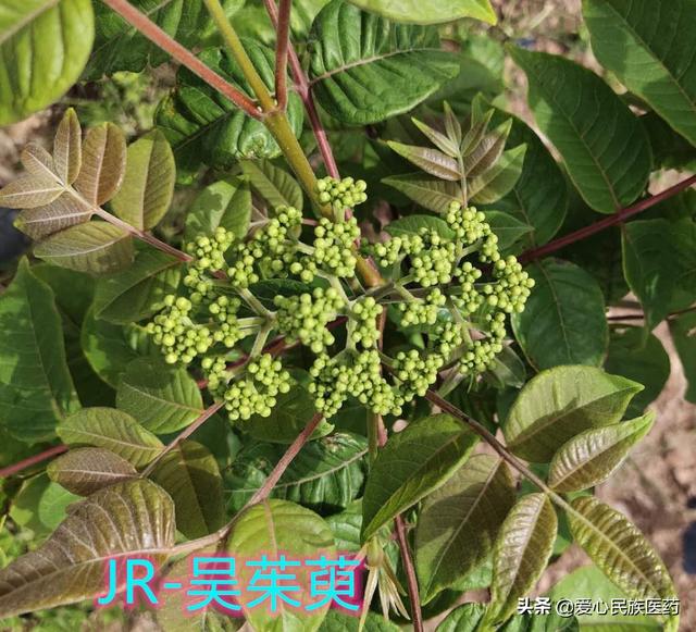 茱萸治糖尿病(茱萸治糖尿病有效吗)