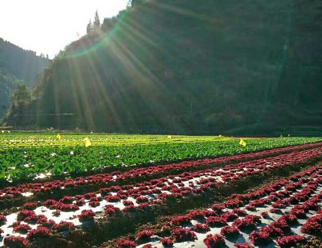 云南人的永久记忆，云南人为何愿做