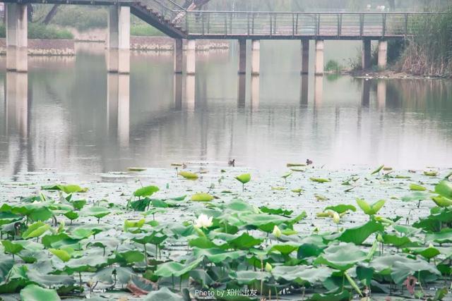 郑州周边免费景点，郑州最近免费旅游景点大全（不出郑州的8个赏花遛娃地）