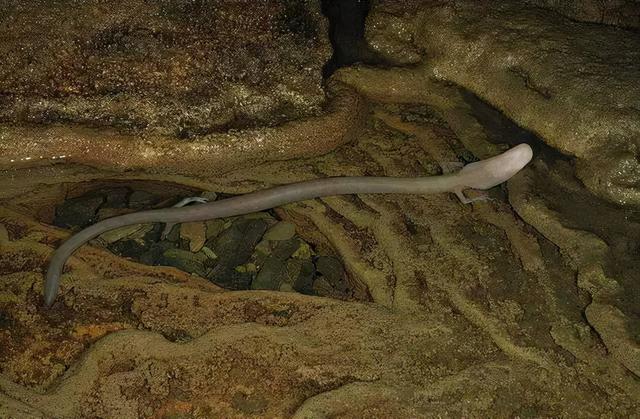 世界上最懒的动物，世界上唯一懒的动物（可7年不吃不喝不运动）