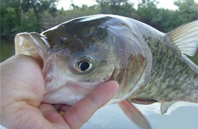 鲢鳙鱼和大头鱼的区别，四大家鱼之鳙鱼