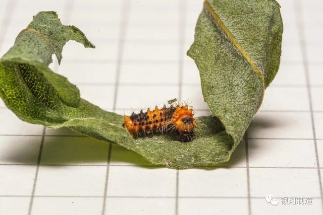 有哪些常见的飞蛾，自然记录蛾生一瞬