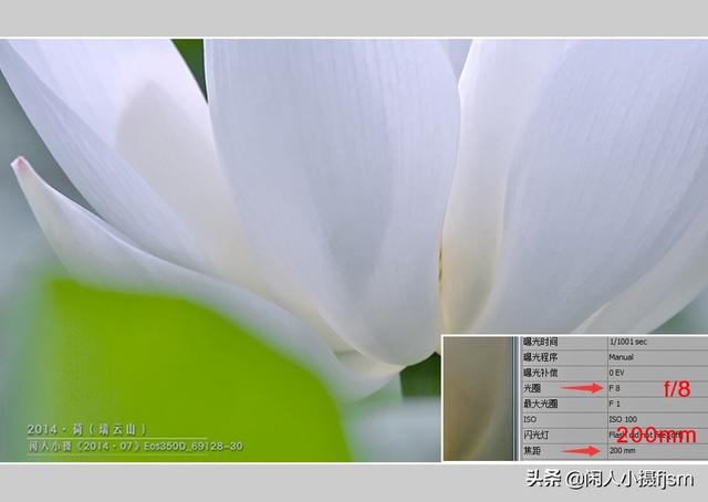 小景深效果花卉摄影技巧，花卉摄影如何拍出质感