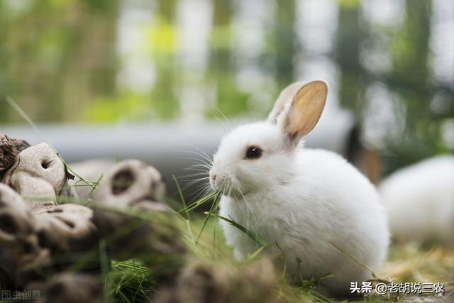 兔子住东户还是西户，买房入户门朝东好还是朝西好