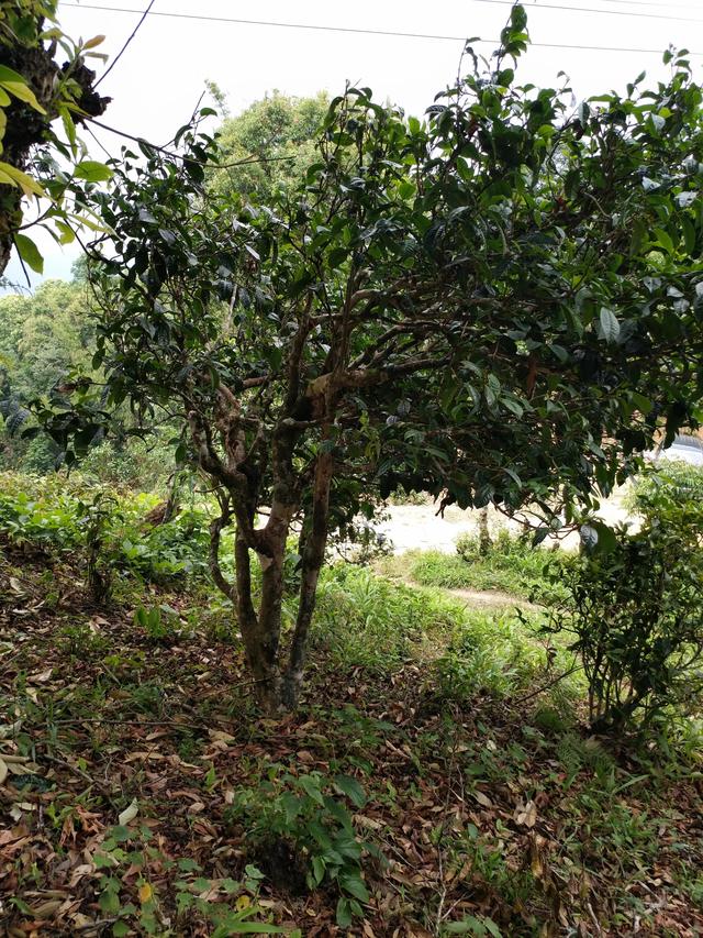 百年树龄的古树，古树老树大树