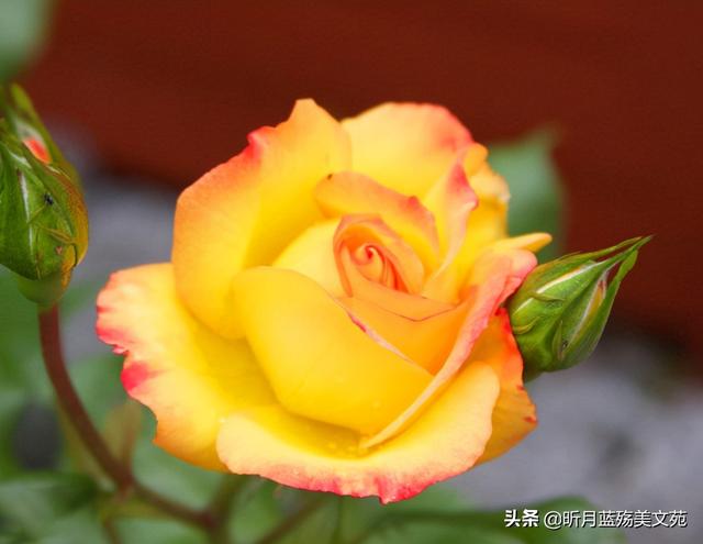 再也不会打扰你，余生再想念你也不会再打搅你（再想念也不要去打扰）