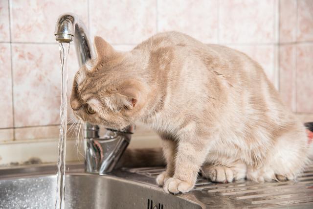 猫喝什么水比较好，猫咪可以喝什么水吗（一天到底需要喝多少水）